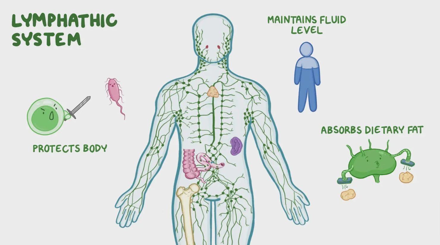 How to Maintain Healthy Lymphatic System Function